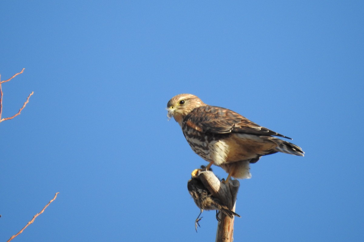 Merlin - ML646765641