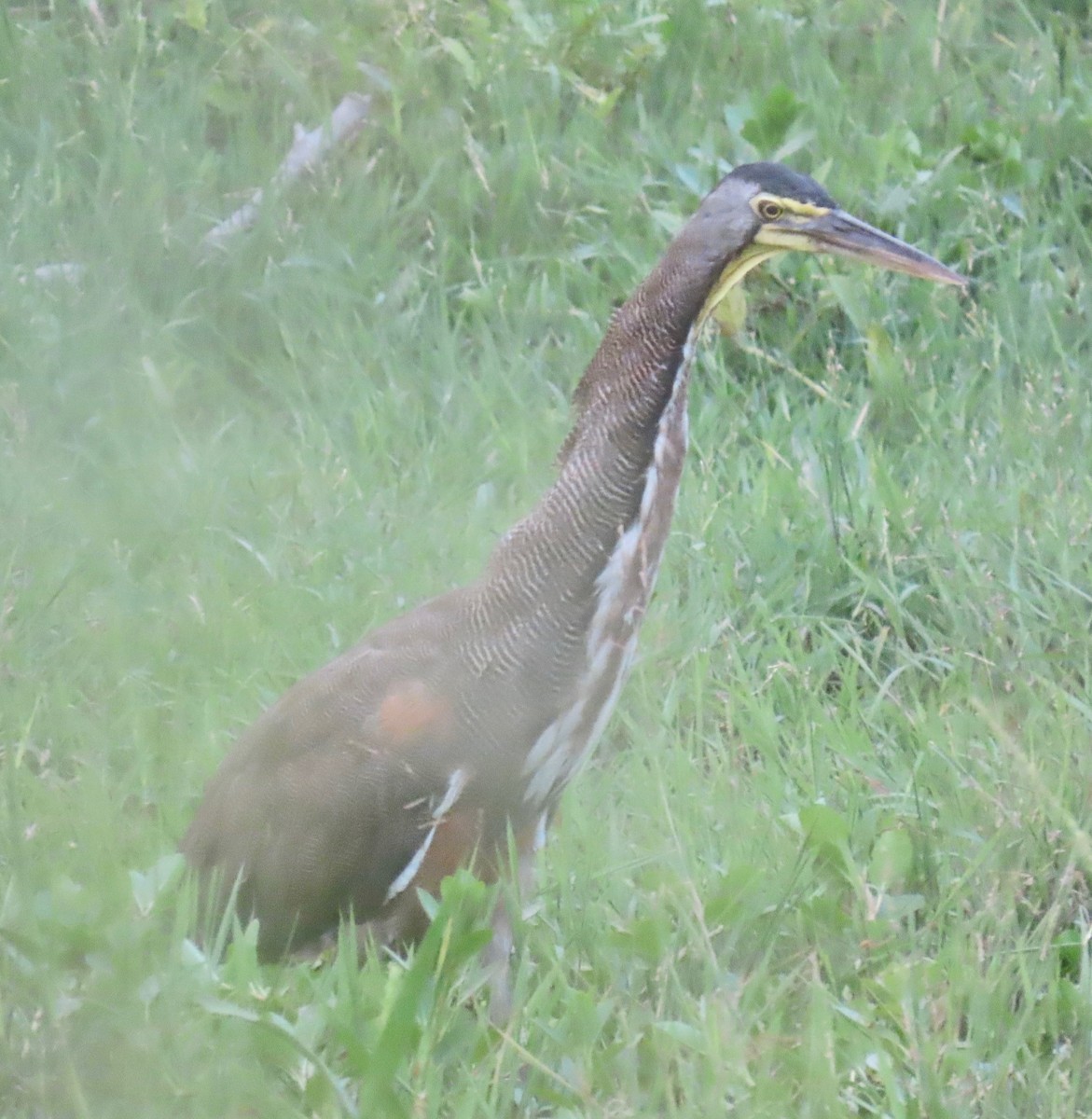 gråkinntigerhegre - ML646765642