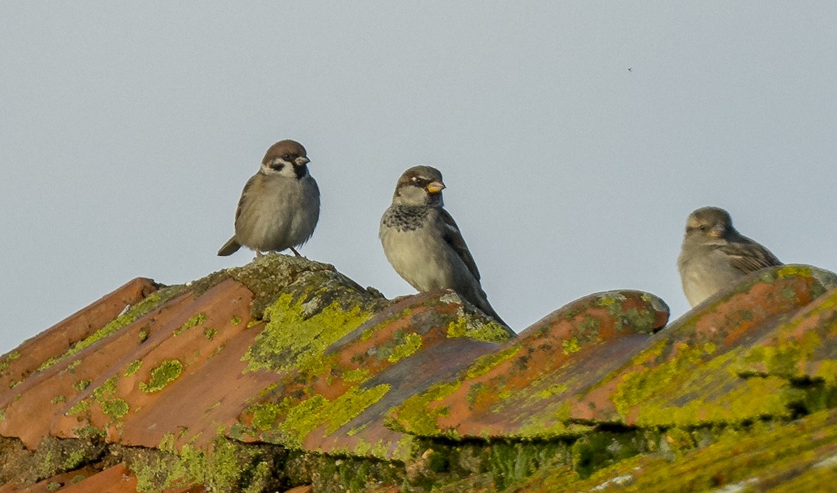 Gorrión Común - ML646765643