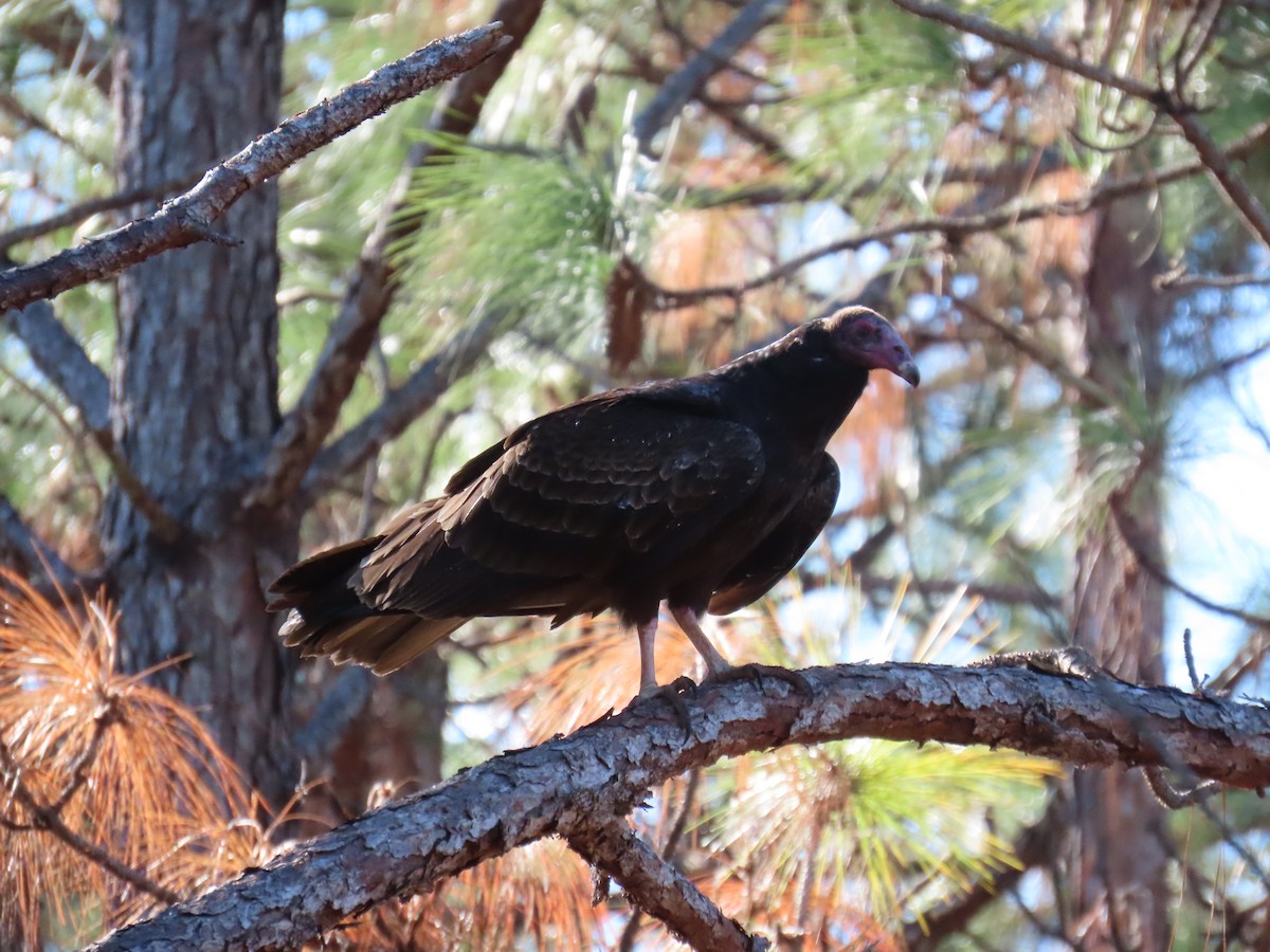Turkey Vulture - ML646765648