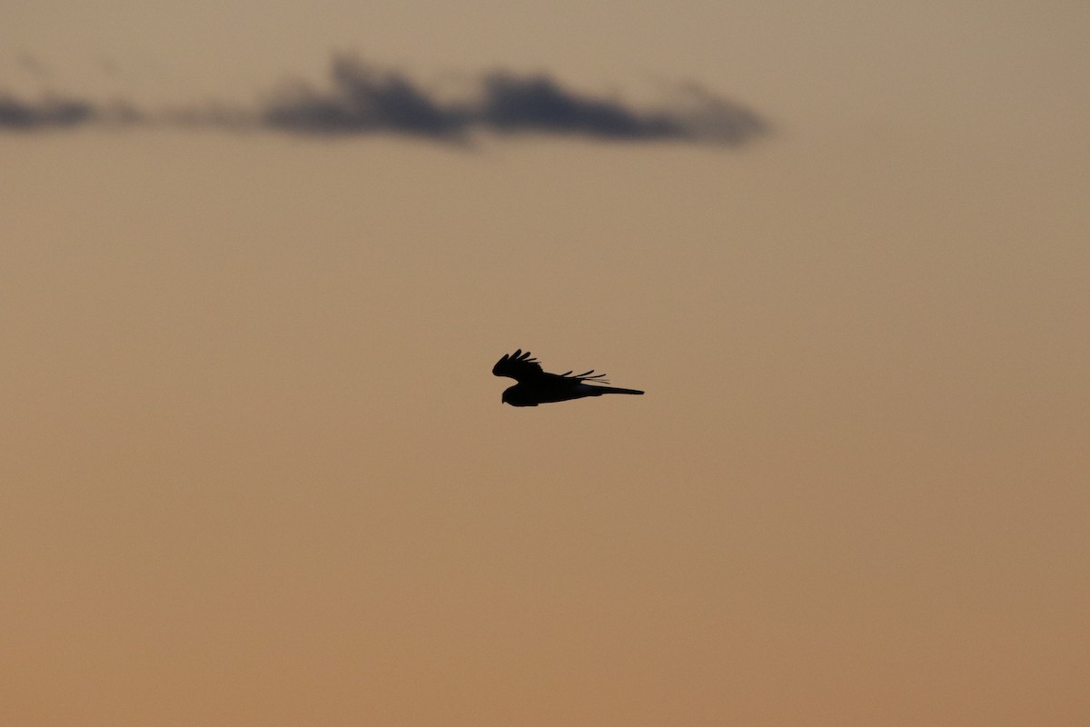 Northern Harrier - ML646765649