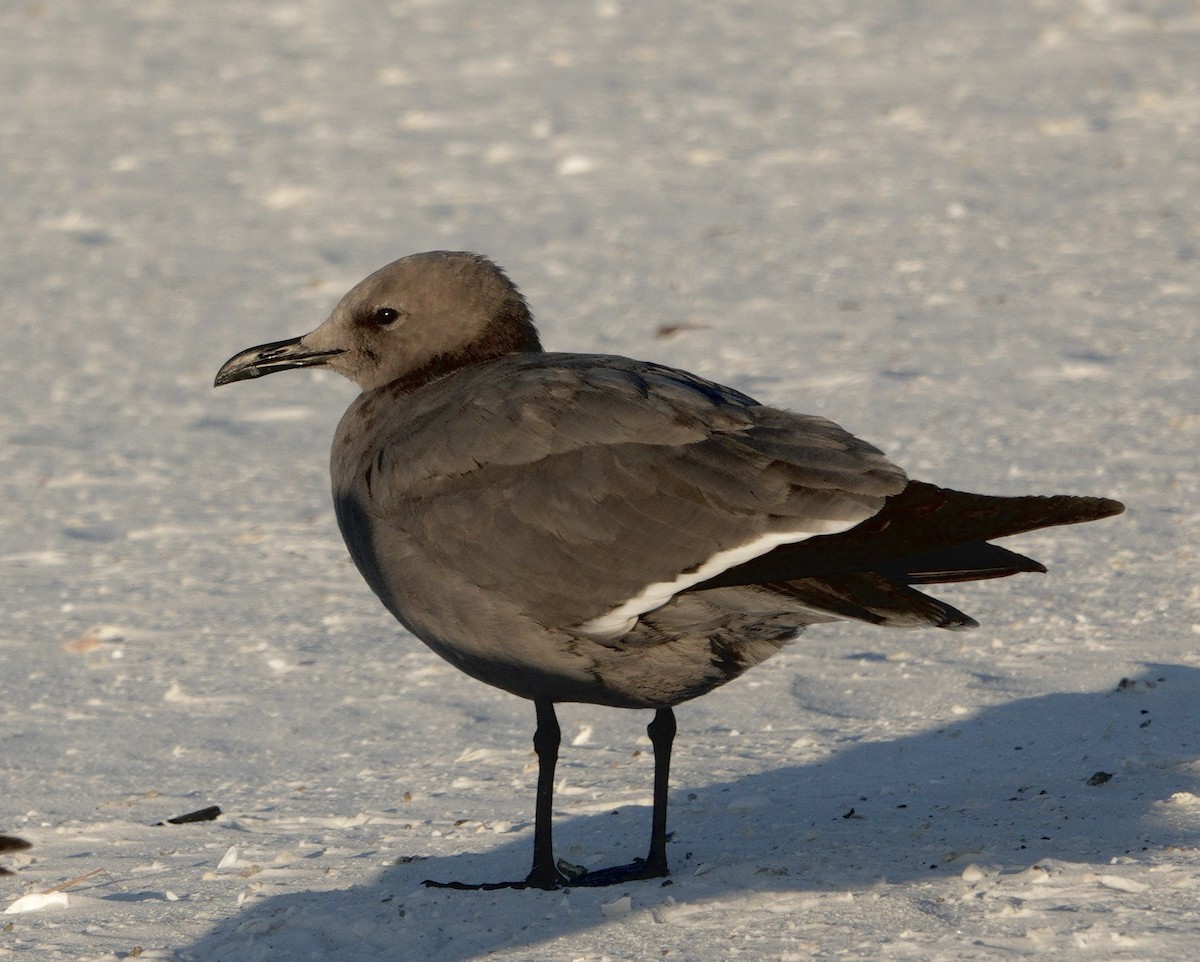 ørkenmåke - ML646765650