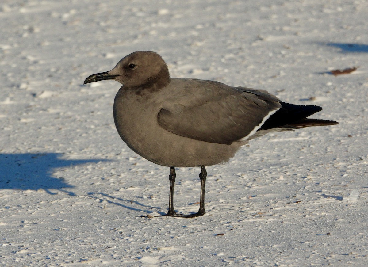 ørkenmåke - ML646765651