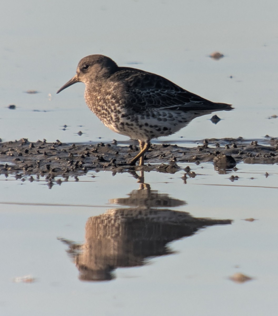 Beringstrandläufer - ML646765652