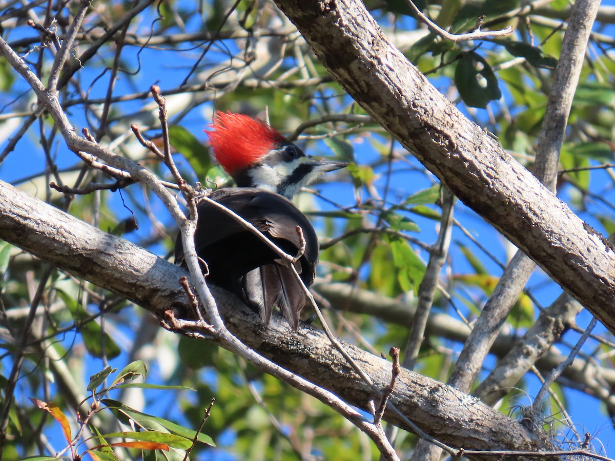 Pileated Woodpecker - ML646765657