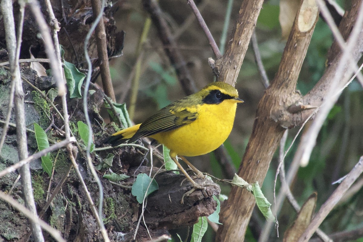 Golden Bush-Robin - ML646765659