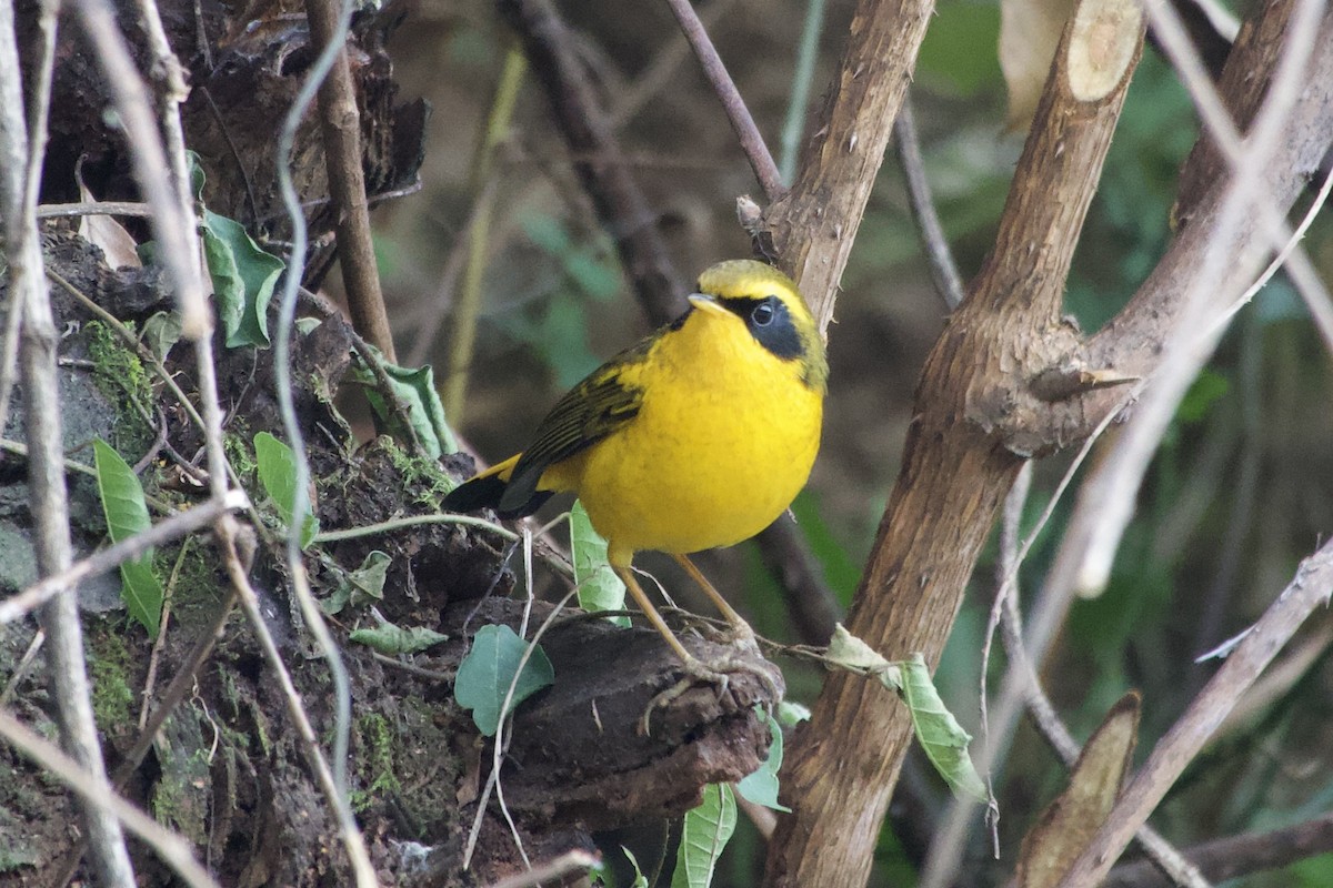 Golden Bush-Robin - ML646765660