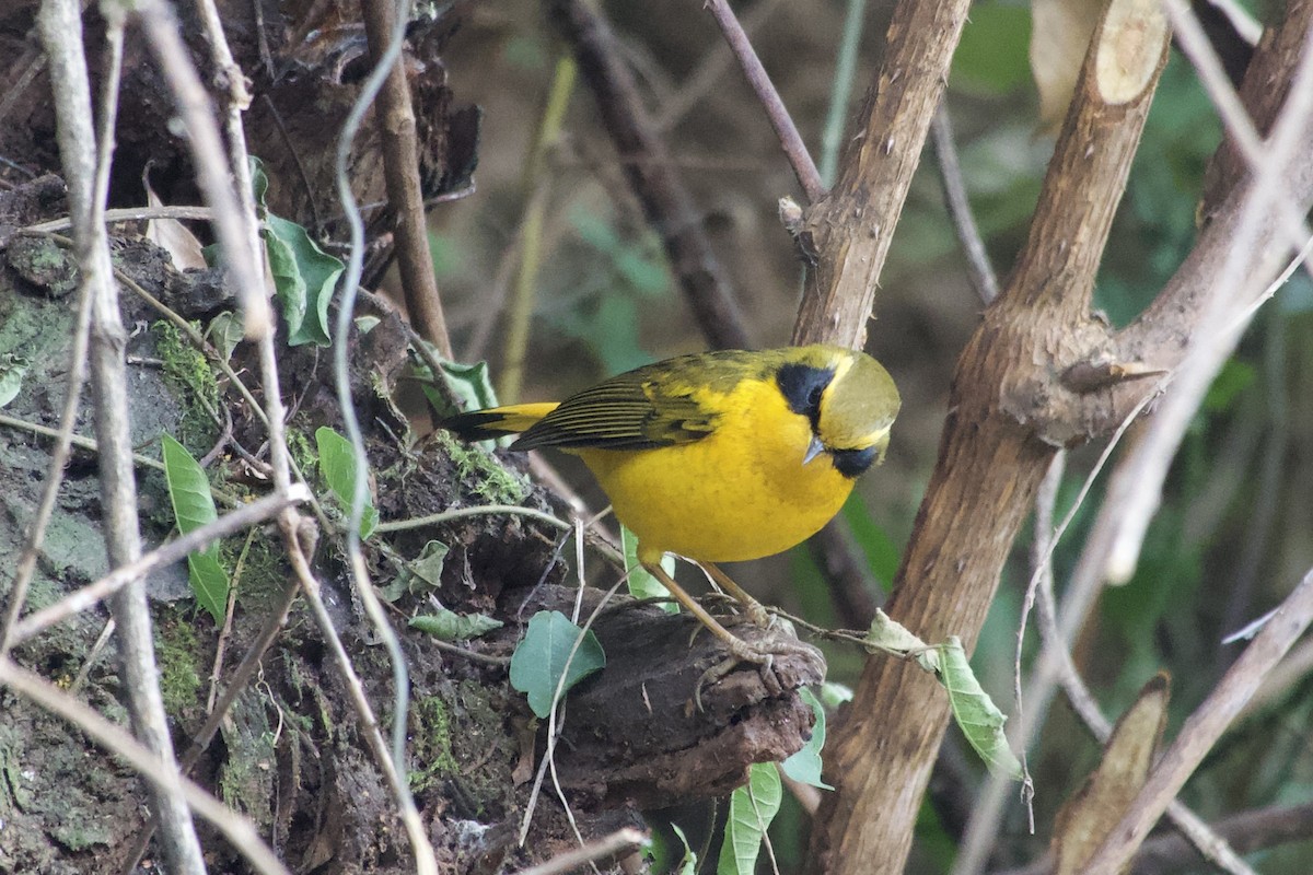 Golden Bush-Robin - ML646765661
