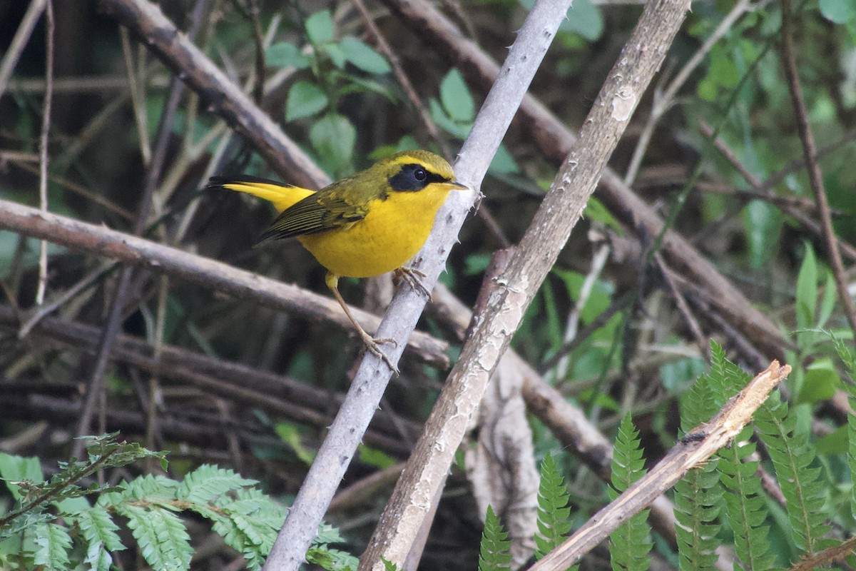 Golden Bush-Robin - ML646765662