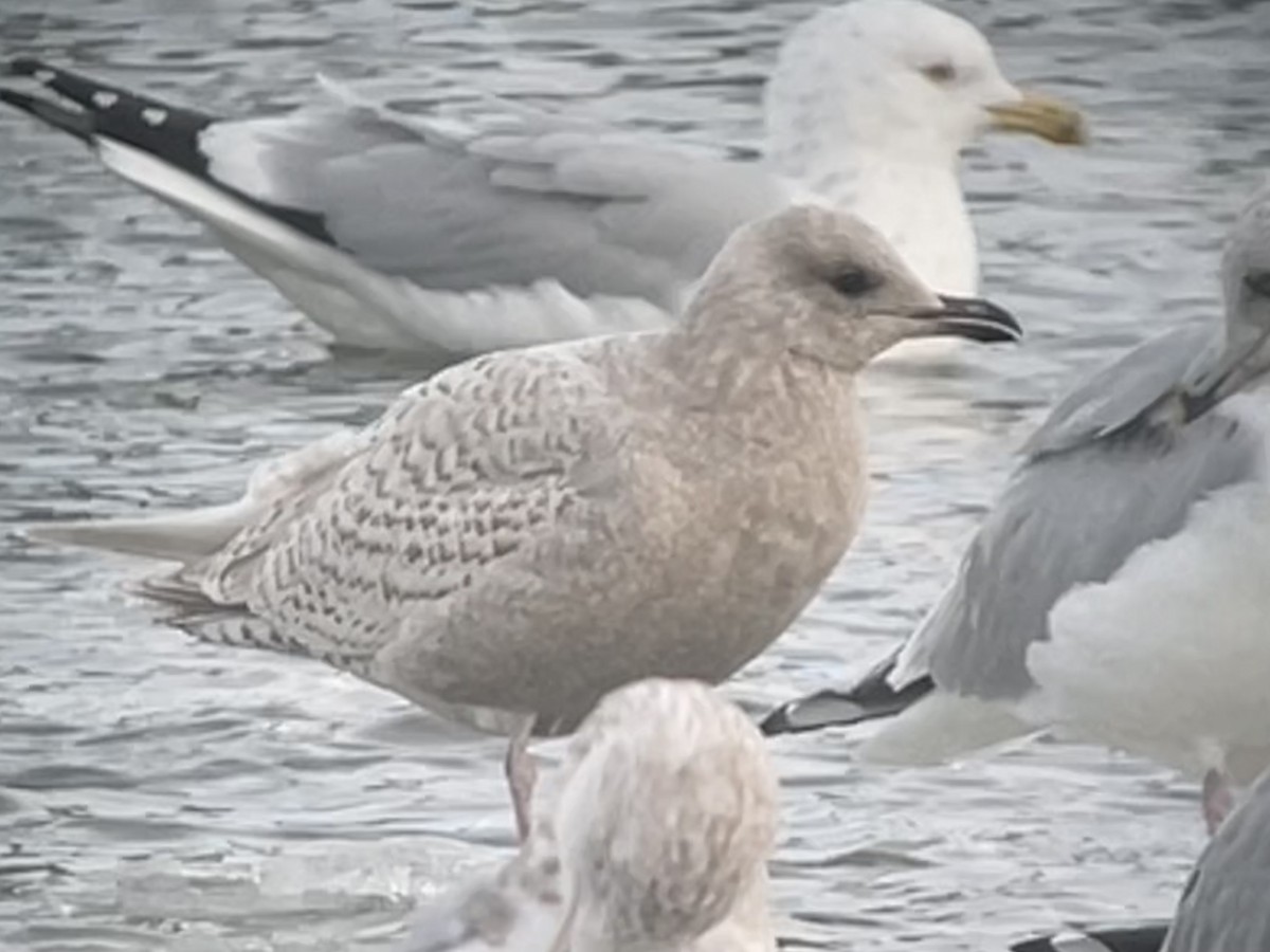 grønlandsmåke (kumlieni) - ML646765666