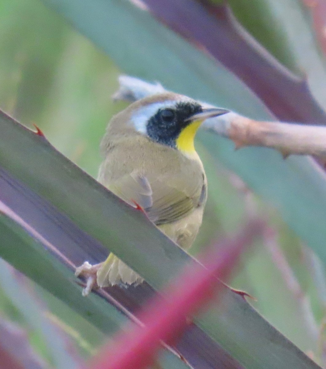 nordgulstrupe - ML646765668