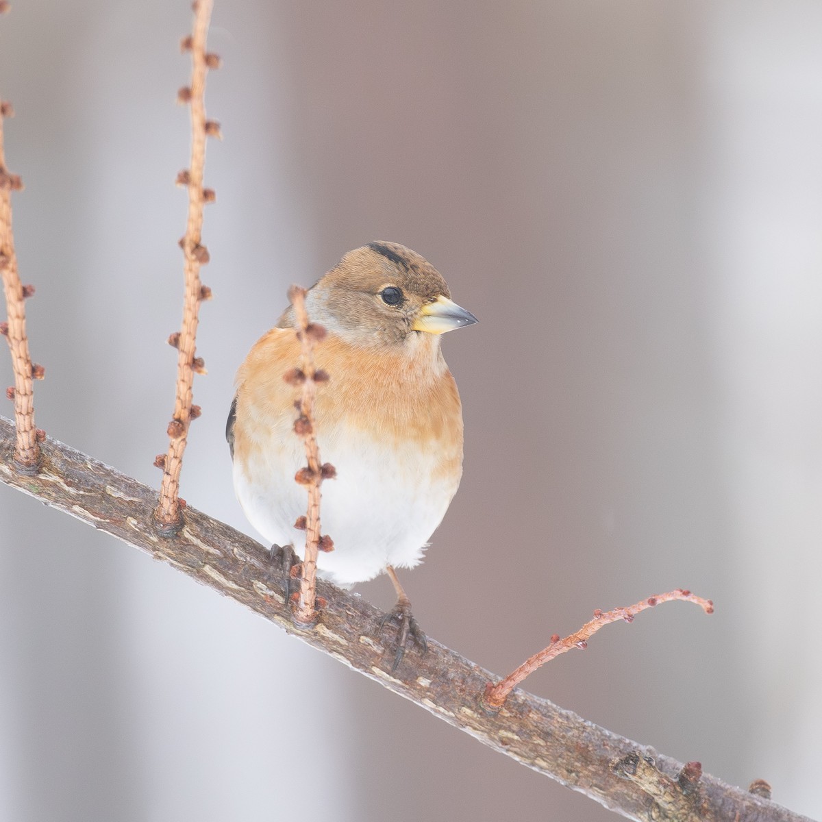 פרוש הרים - ML646765669