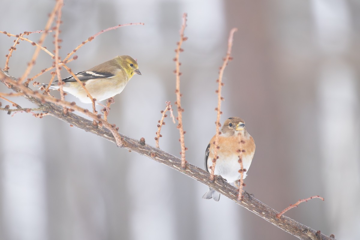 פרוש הרים - ML646765670