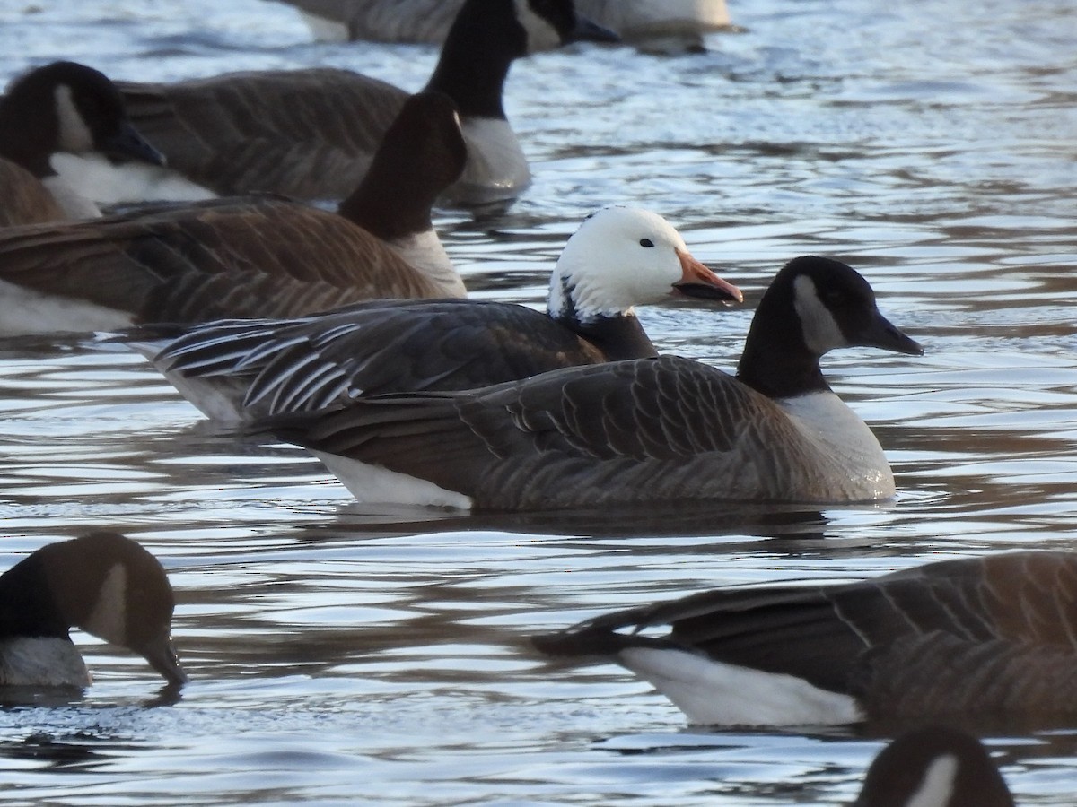 Elur-antzara - ML646765671