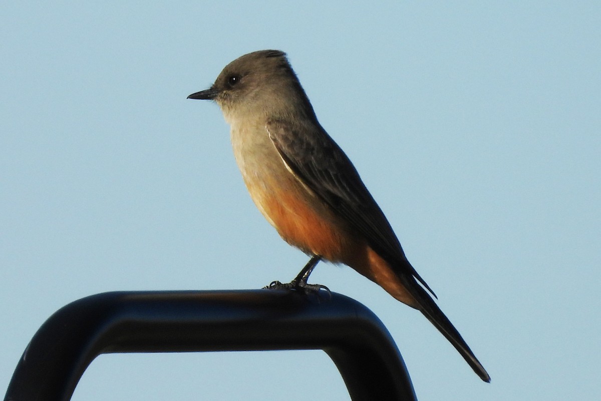 Mosquero Llanero - ML646765673