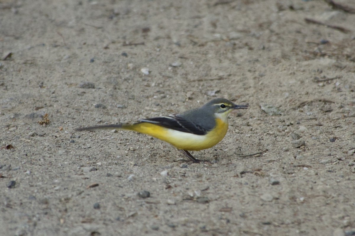 Gray Wagtail - ML646765675
