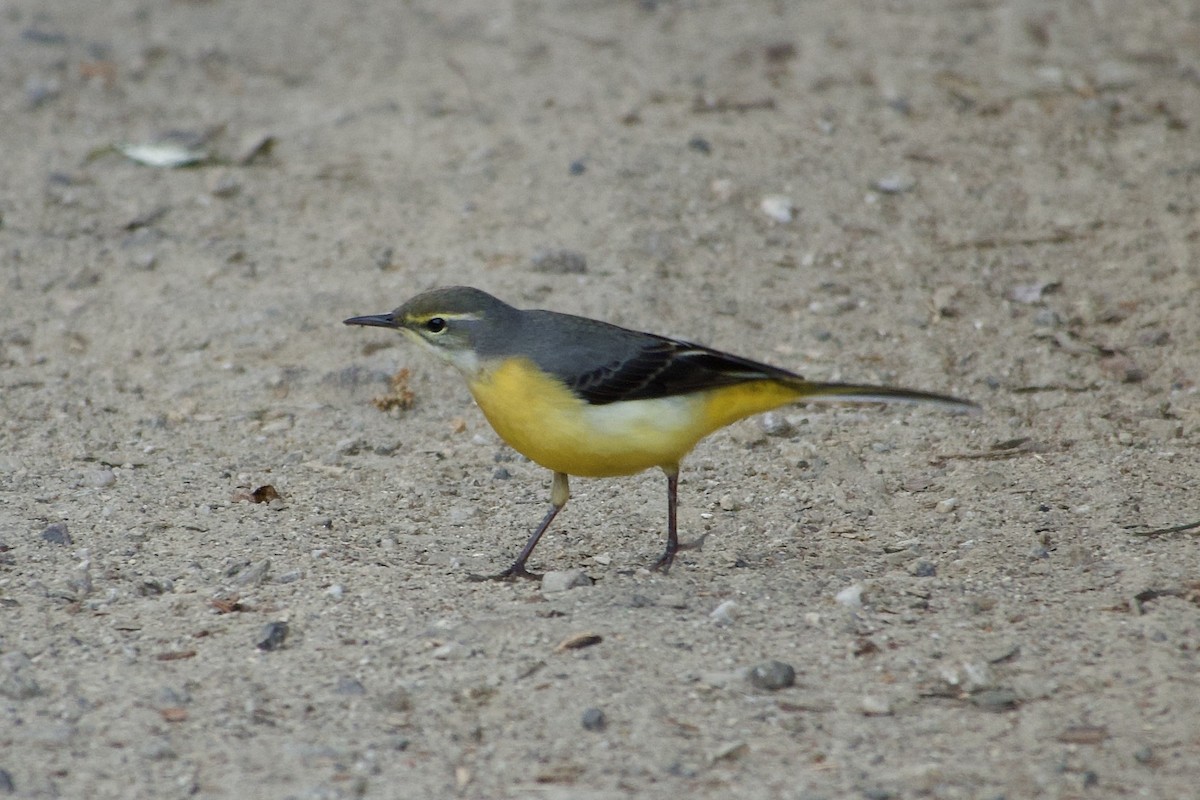 Gray Wagtail - ML646765676