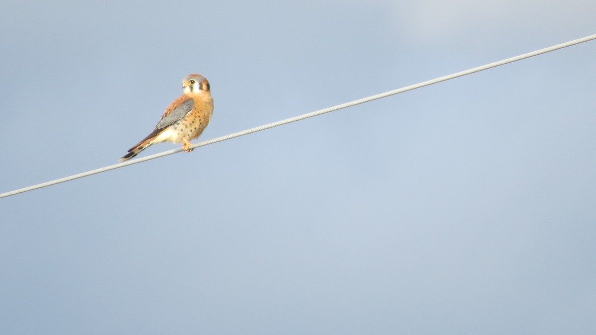 American Kestrel - ML646765677