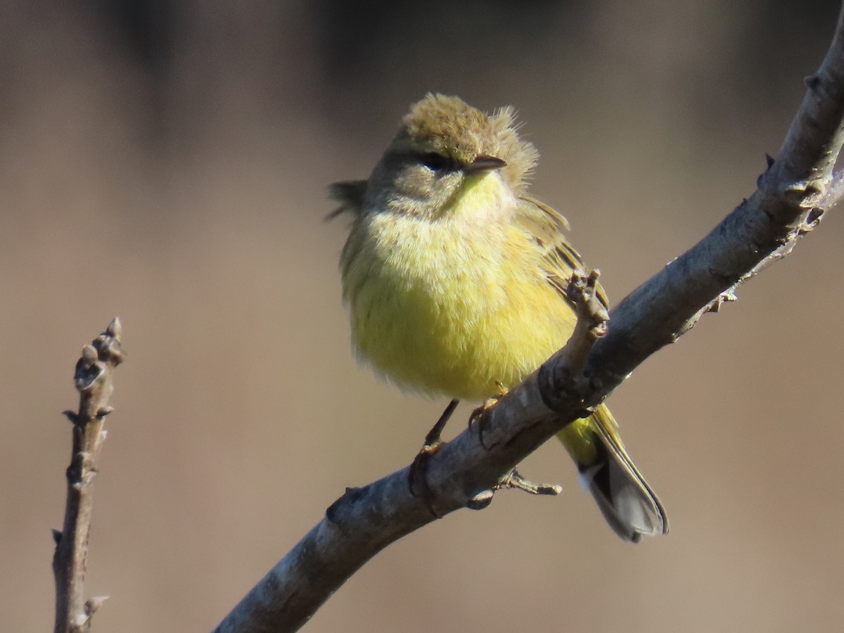 myrparula - ML646765678