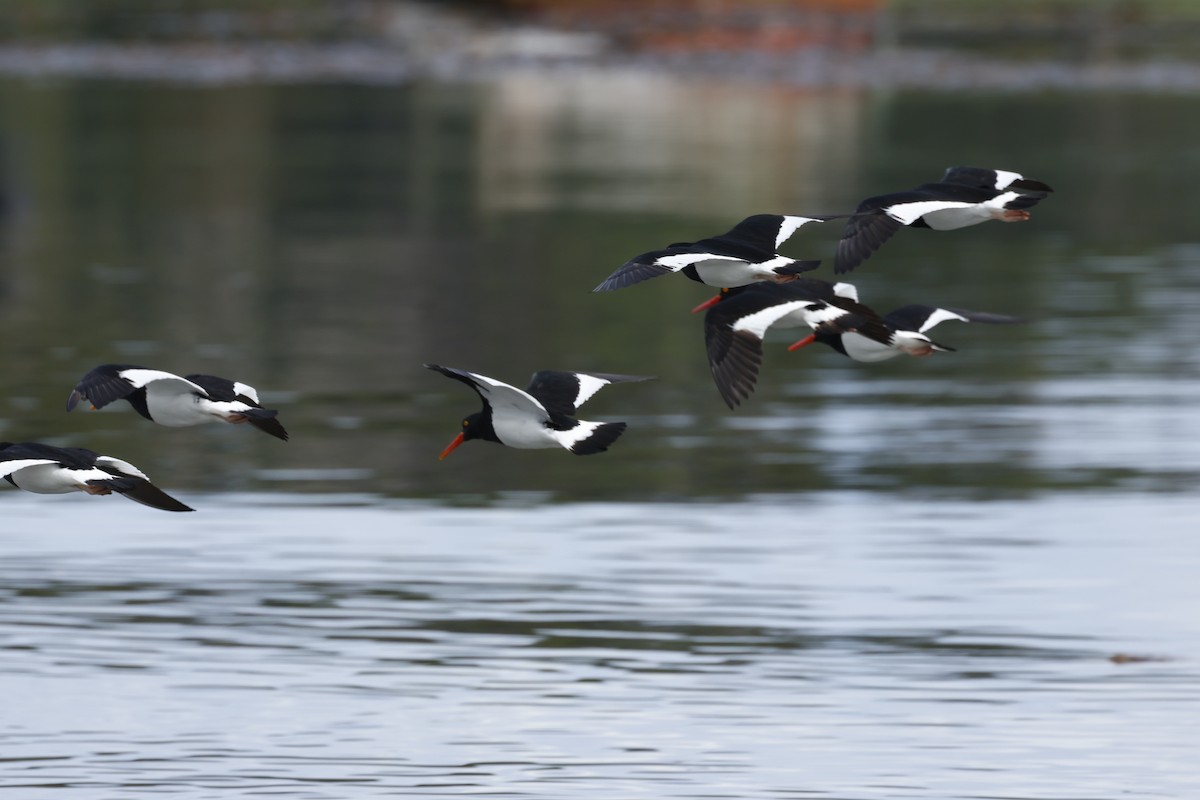 Magellanic Oystercatcher - ML646765679