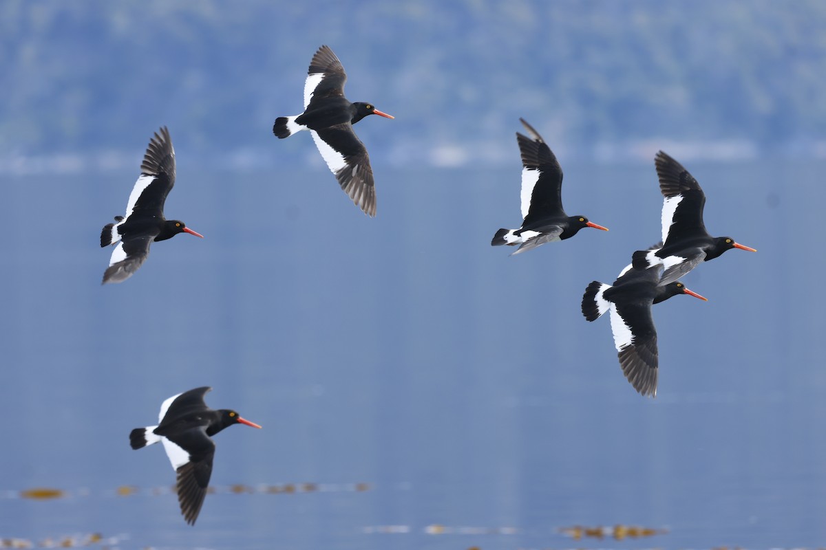Magellanic Oystercatcher - ML646765680