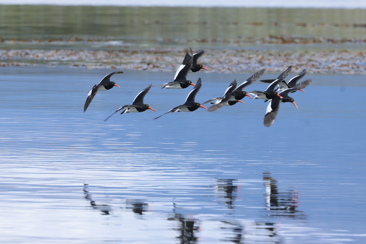 Magellanic Oystercatcher - ML646765681