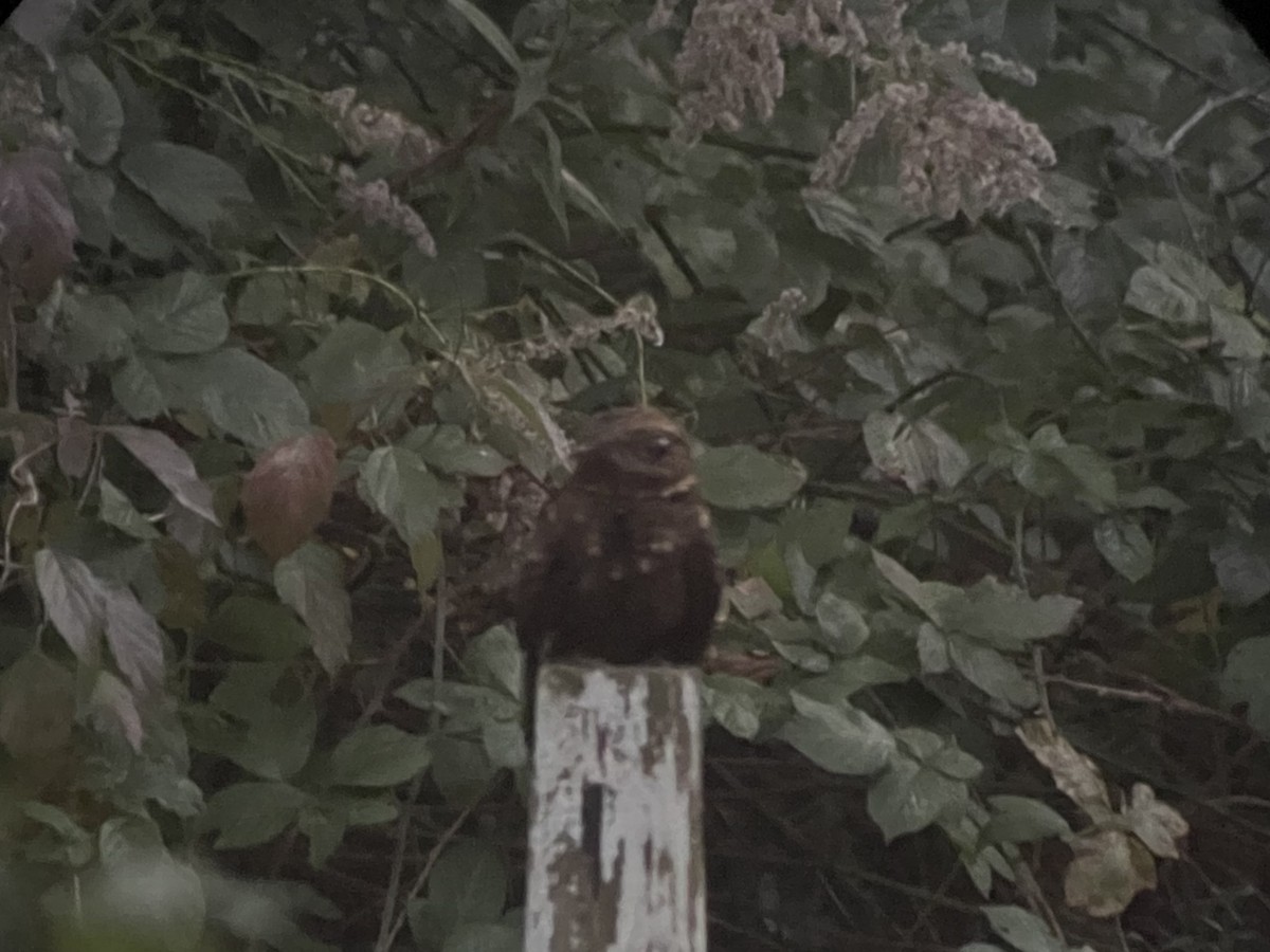 Chuck-will's-widow - ML646765686