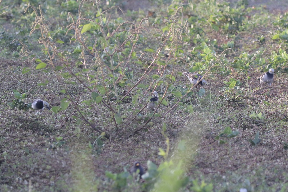 Шпак чорношиїй - ML646765688