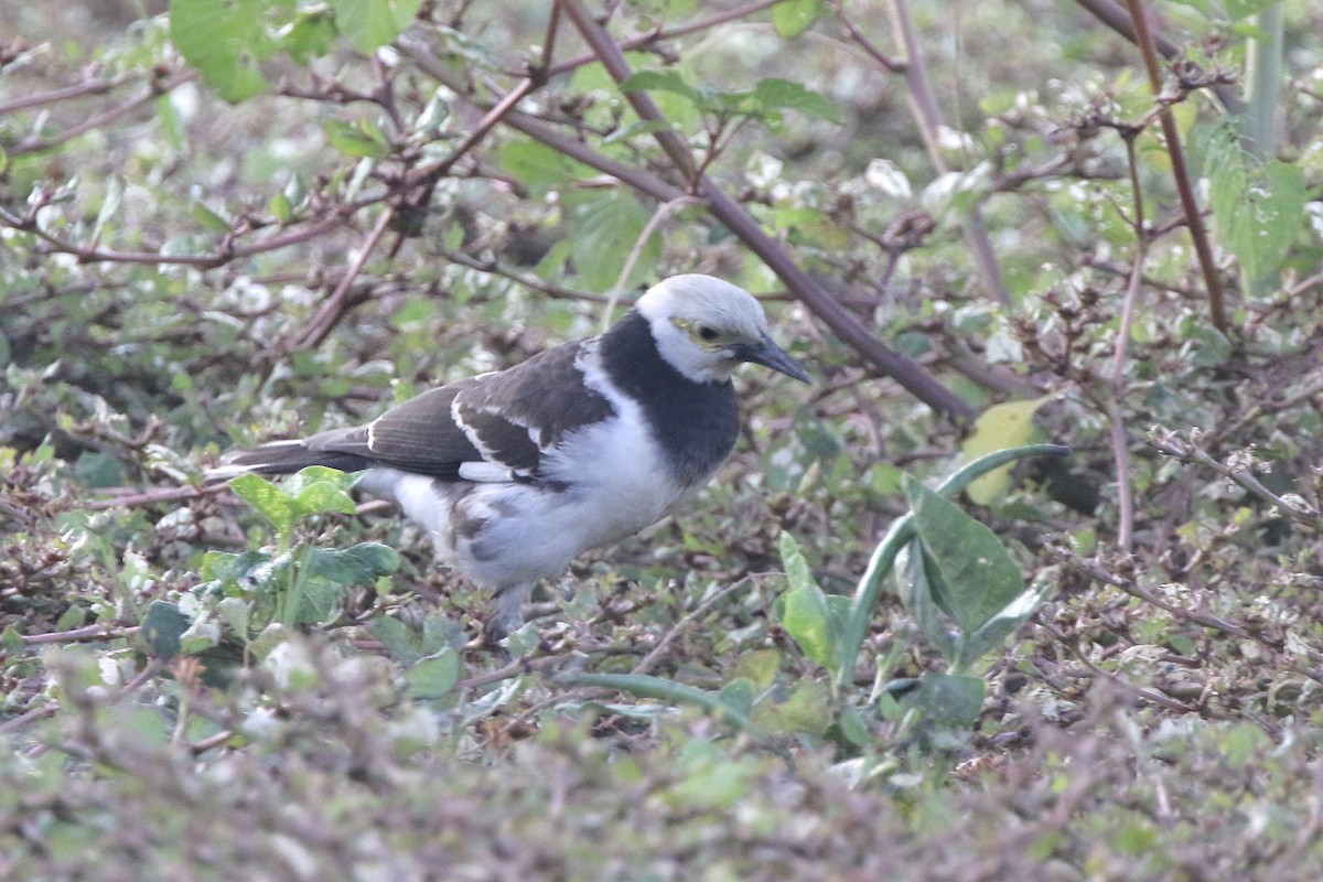 Шпак чорношиїй - ML646765689