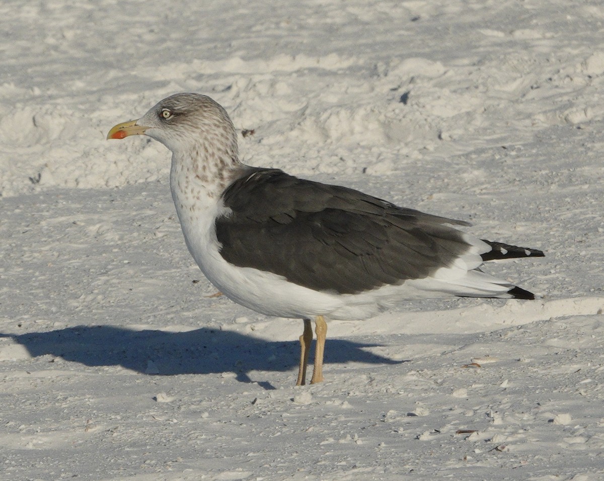 Lesser Black-backed Gull - ML646765692