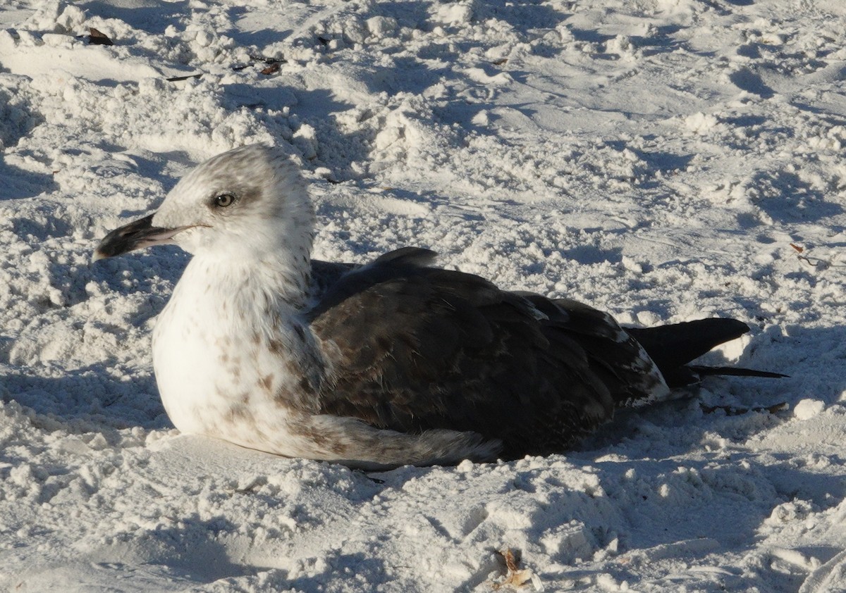 Lesser Black-backed Gull - ML646765693