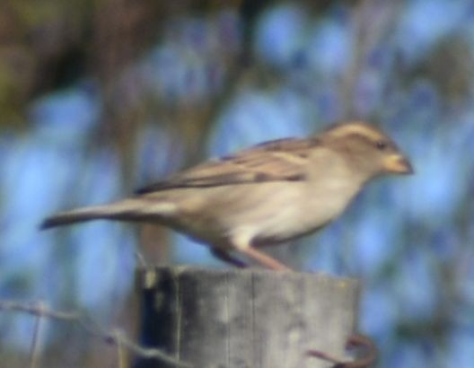דרור הבית - ML646765694