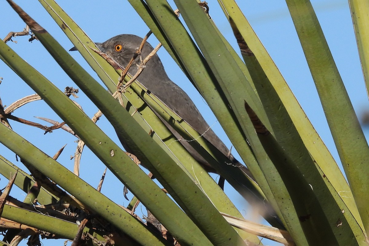 Curve-billed Thrasher - ML646765695