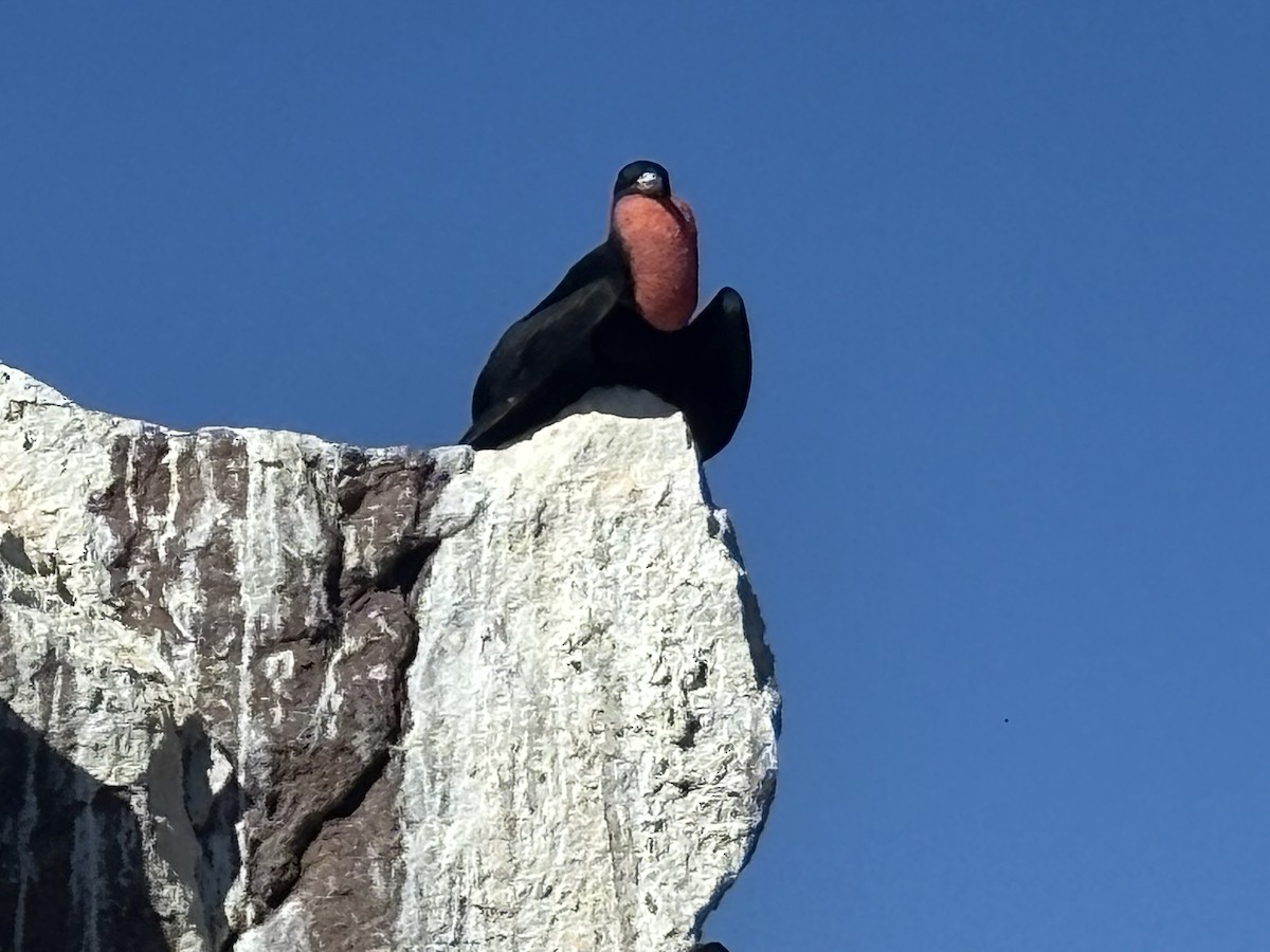 Prachtfregattvogel - ML646765697