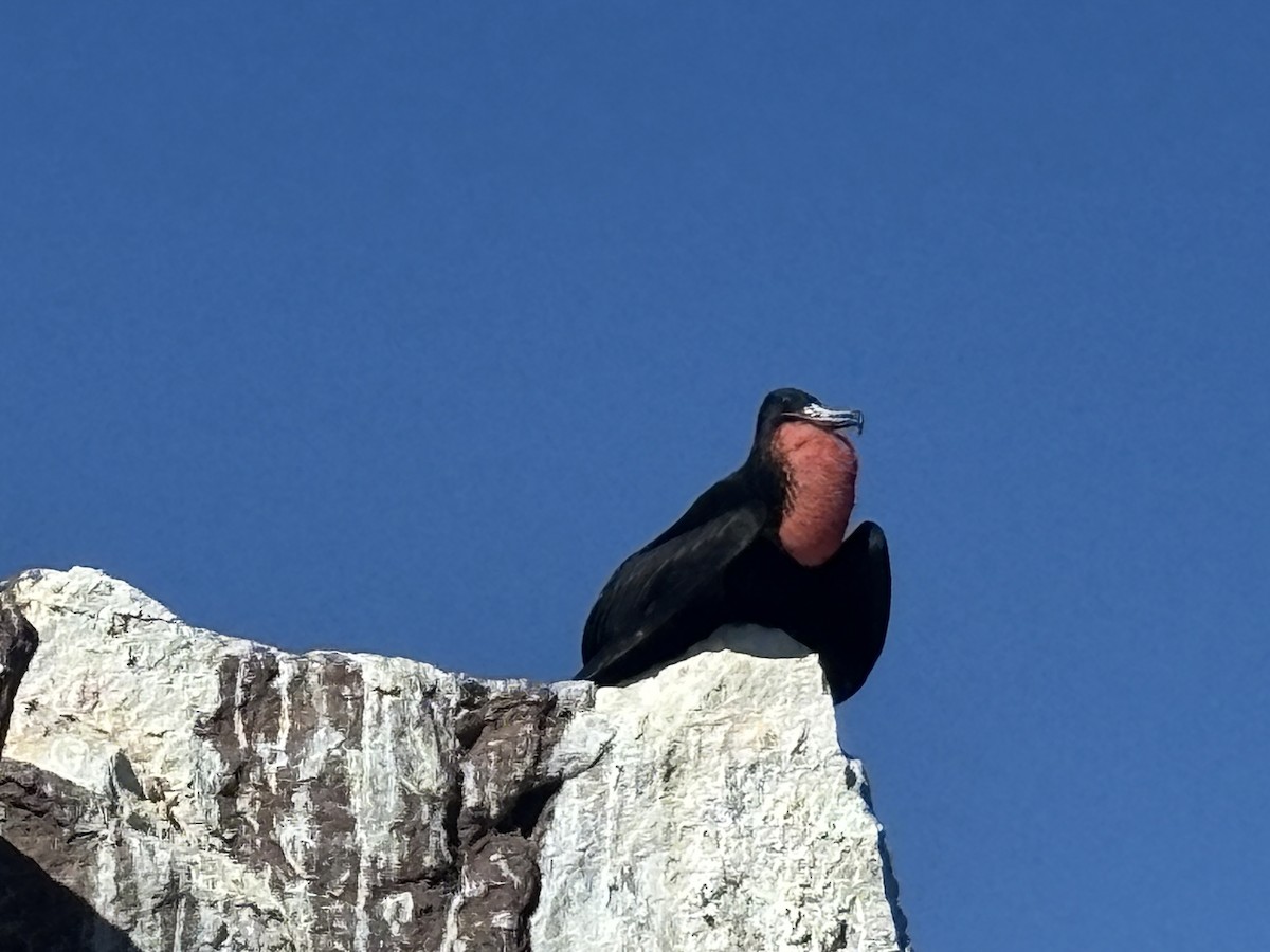 Prachtfregattvogel - ML646765698