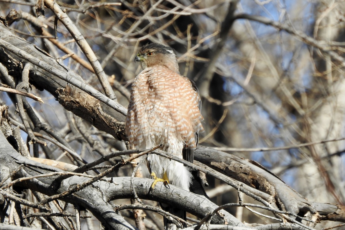 Cooper's Hawk - ML646765699