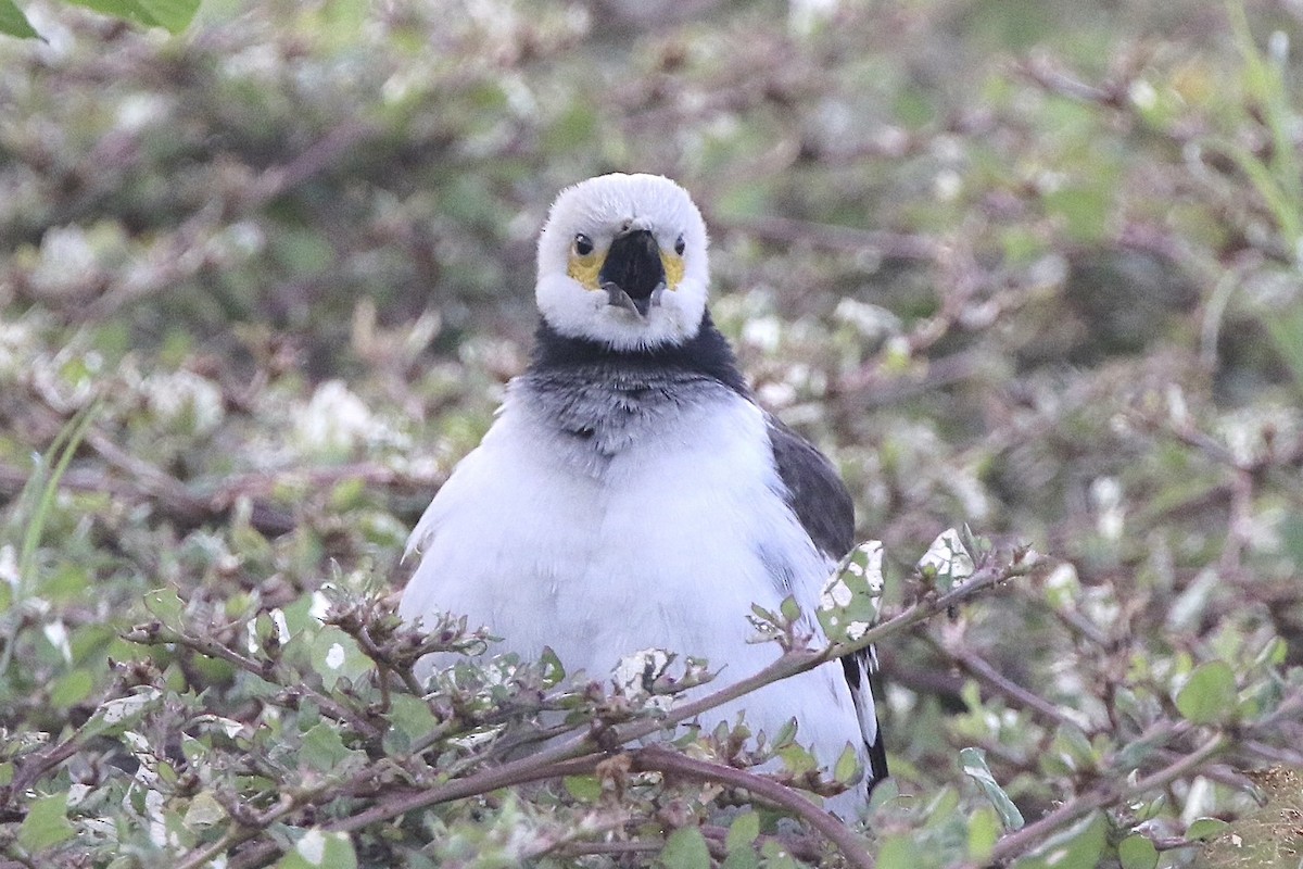 Шпак чорношиїй - ML646765700