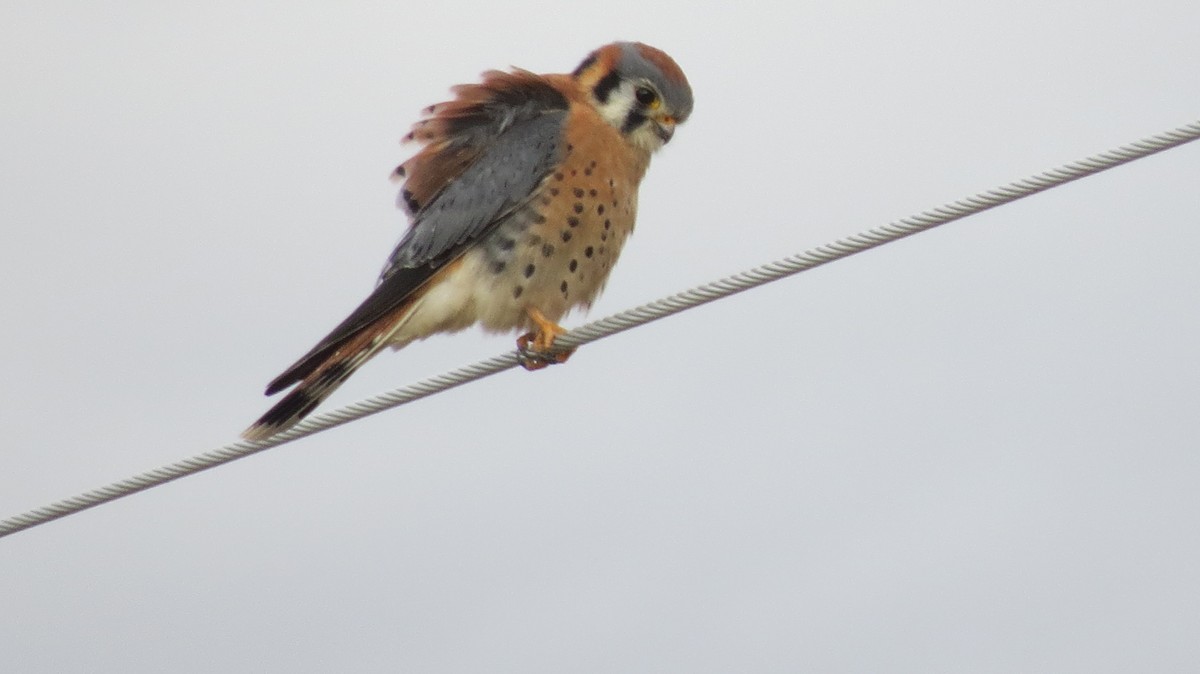 American Kestrel - ML646765701