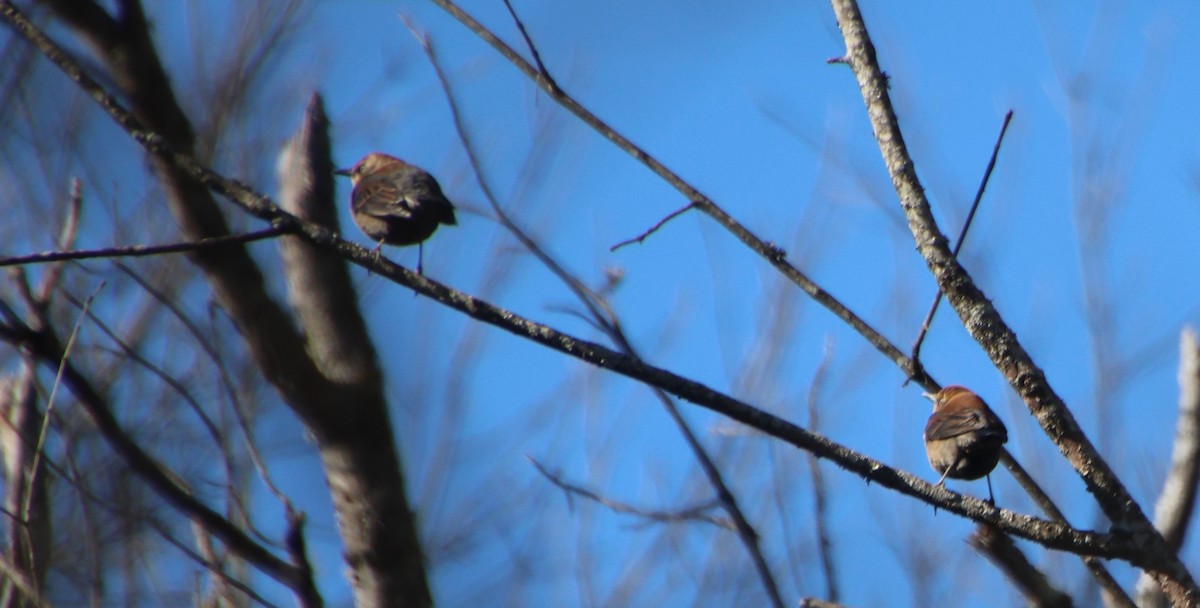 Rusty Blackbird - ML646765712