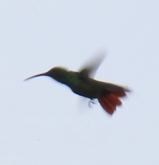 kullstrupemango - ML646765713