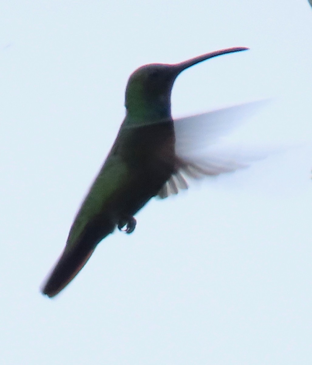 kullstrupemango - ML646765714