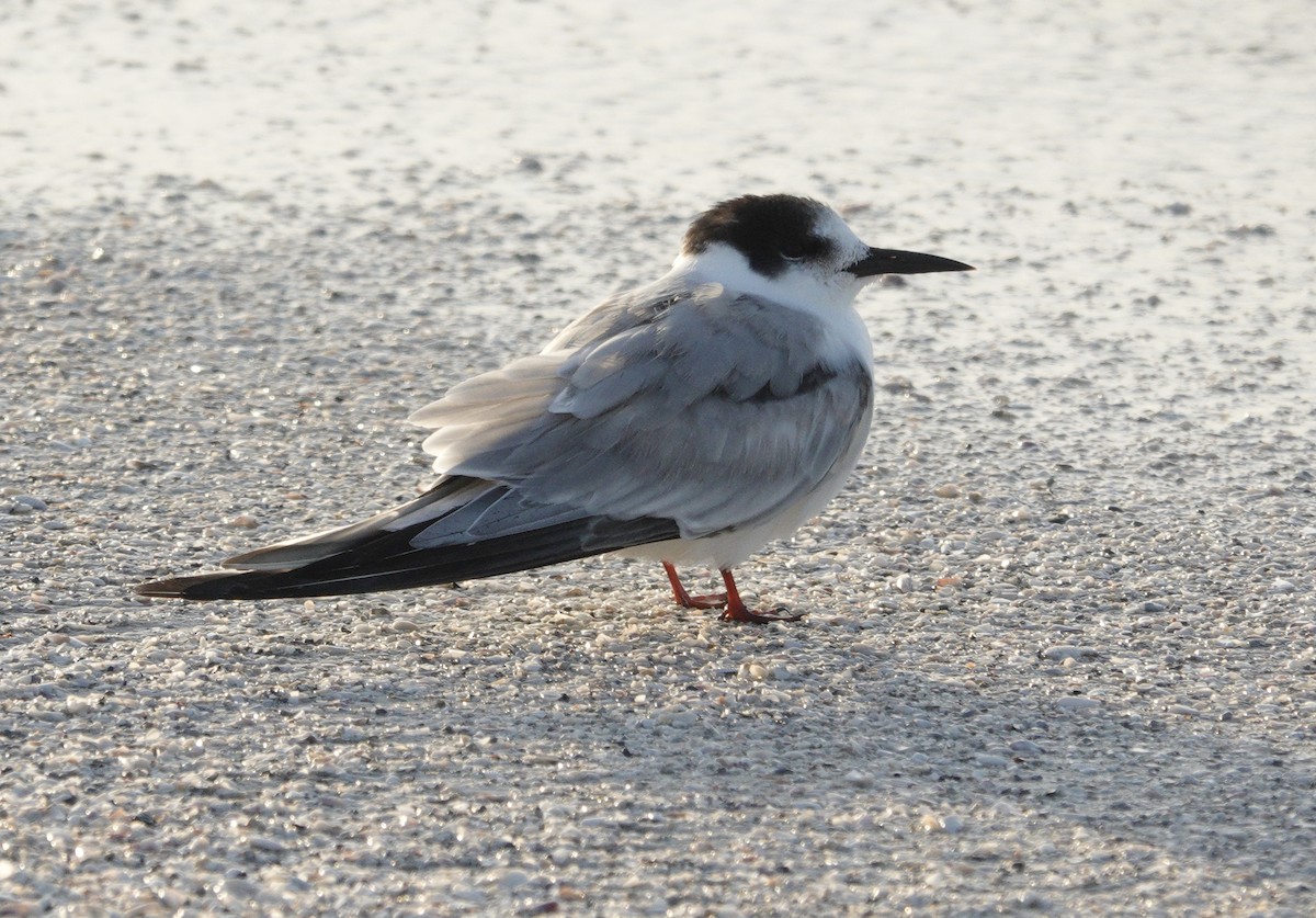 makrellterne - ML646765715