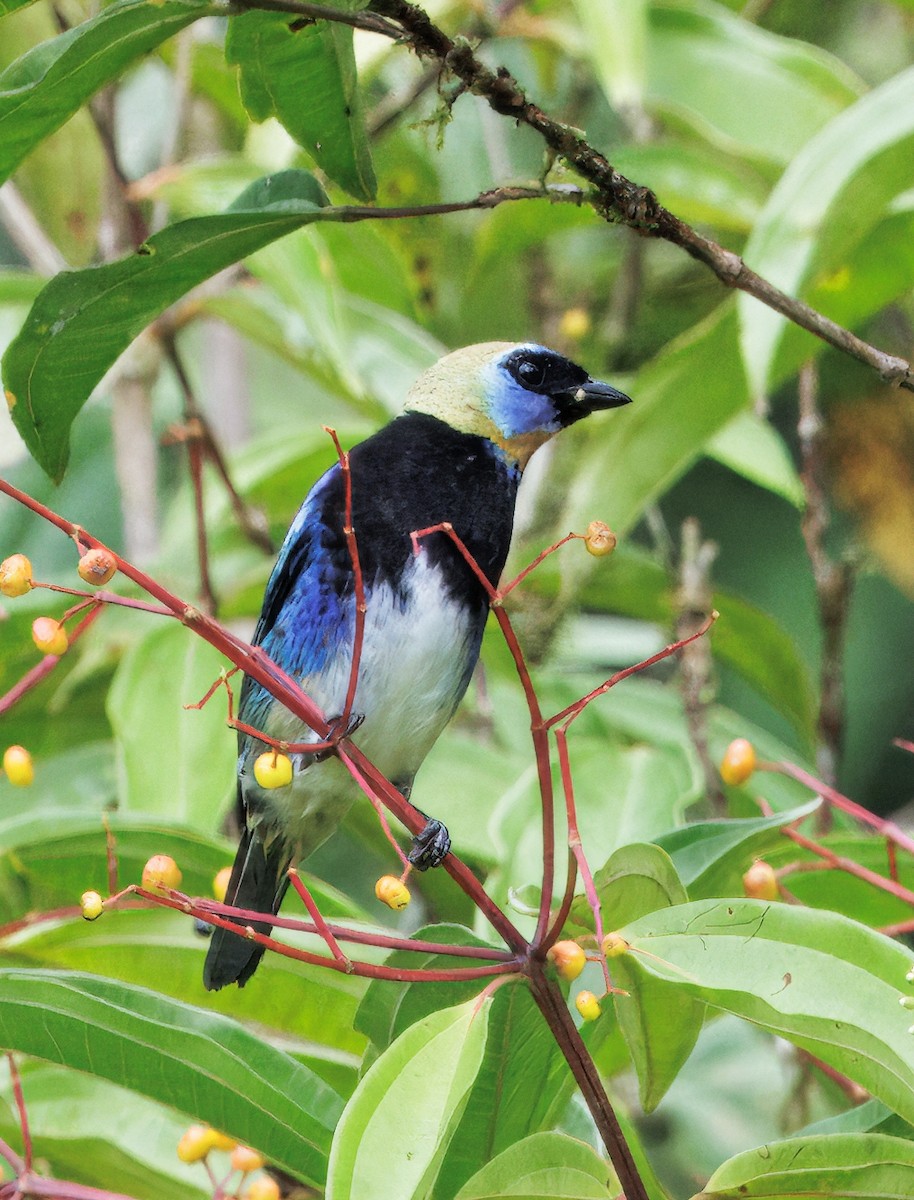 Золотистоголовая танагра - ML646765722