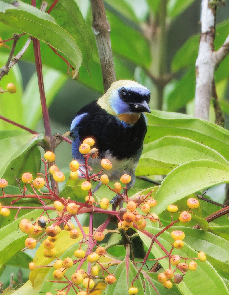 Золотистоголовая танагра - ML646765723