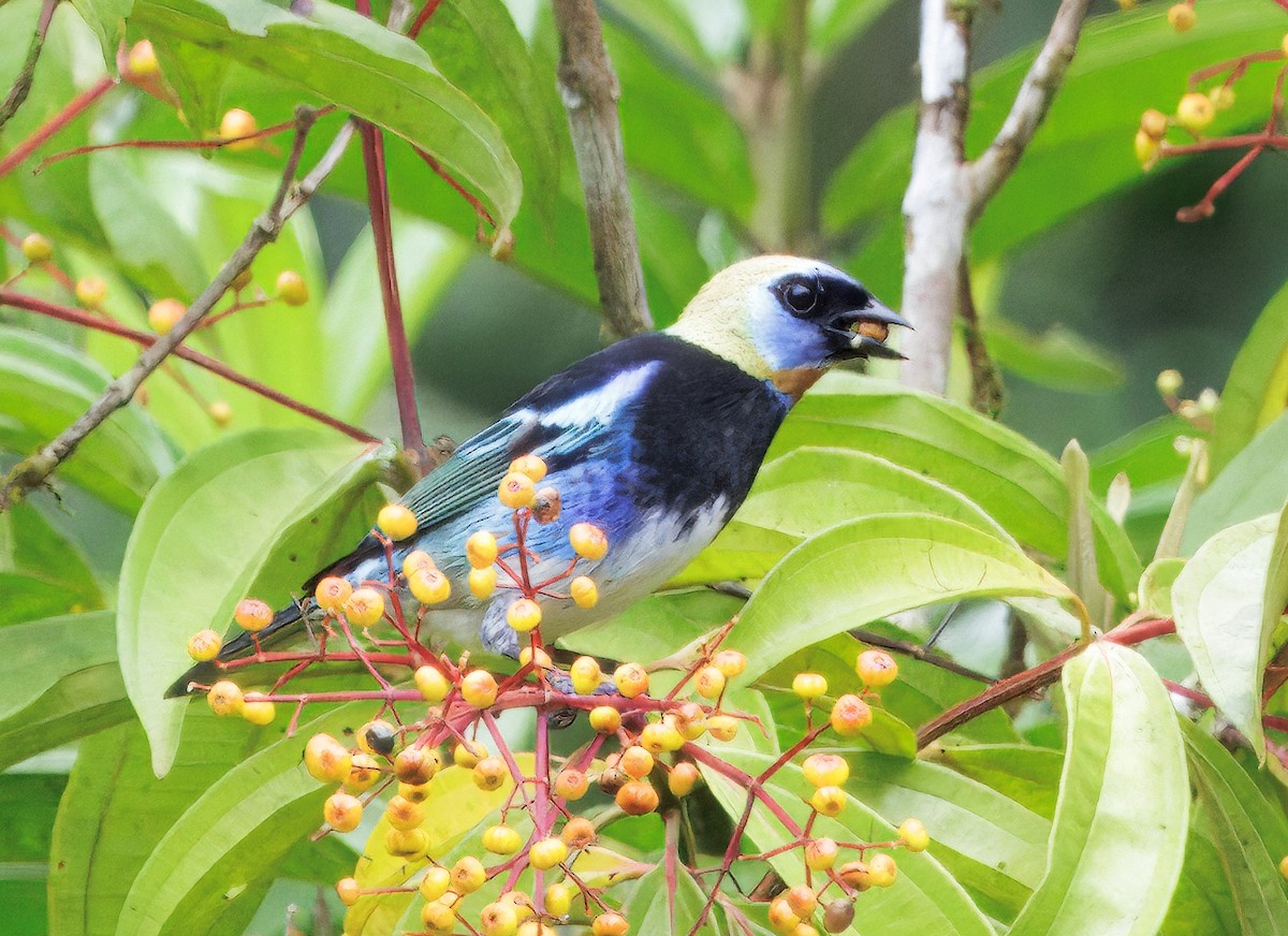 Золотистоголовая танагра - ML646765724