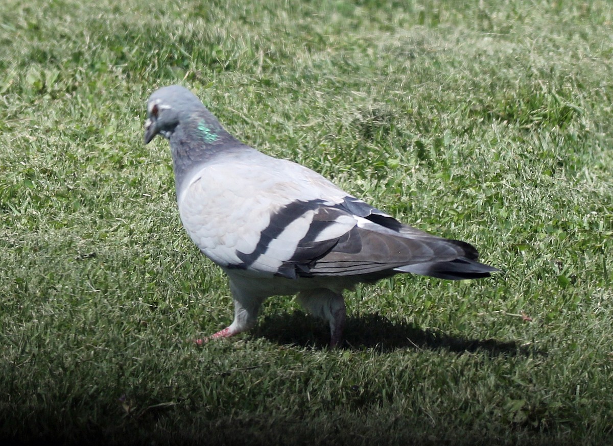 Rock Pigeon (Feral Pigeon) - ML646765725