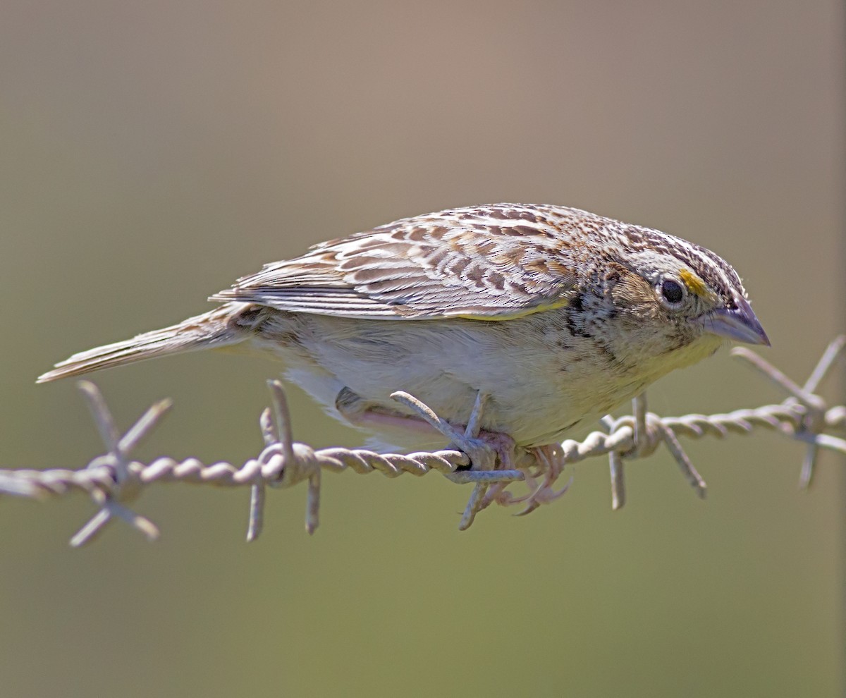 イナゴヒメドリ - ML646765726