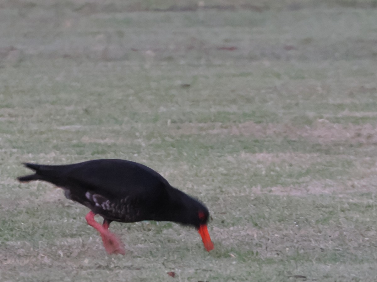 Изменчивый кулик-сорока - ML646765728