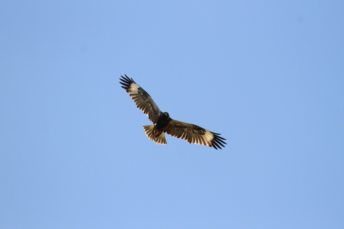 Black-breasted Kite - ML646765730
