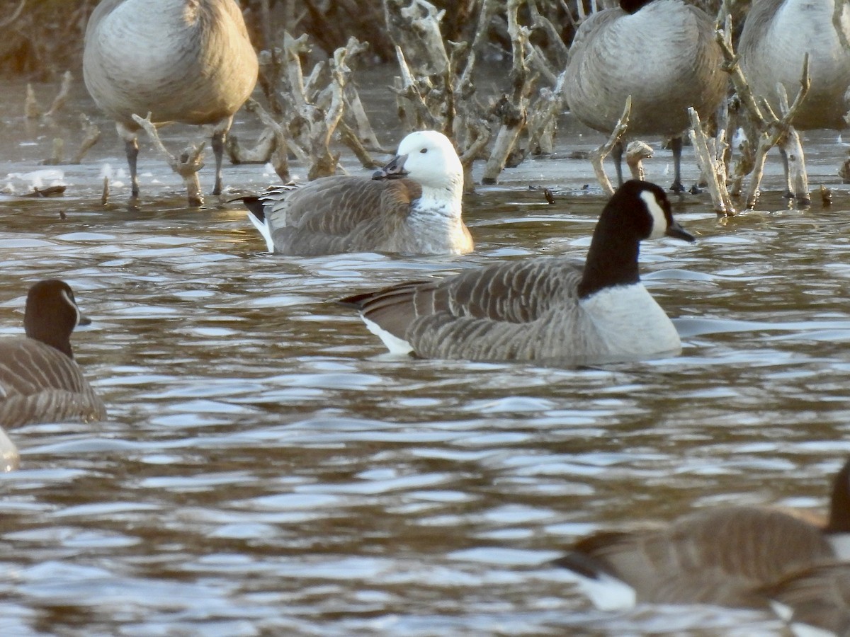 Snow x Canada Goose (hybrid) - ML646765732